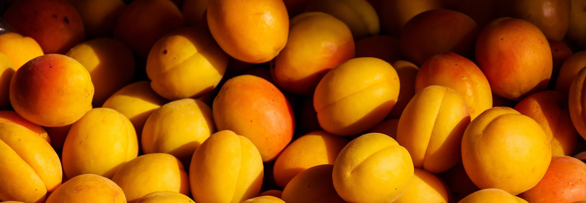 apricots_slider